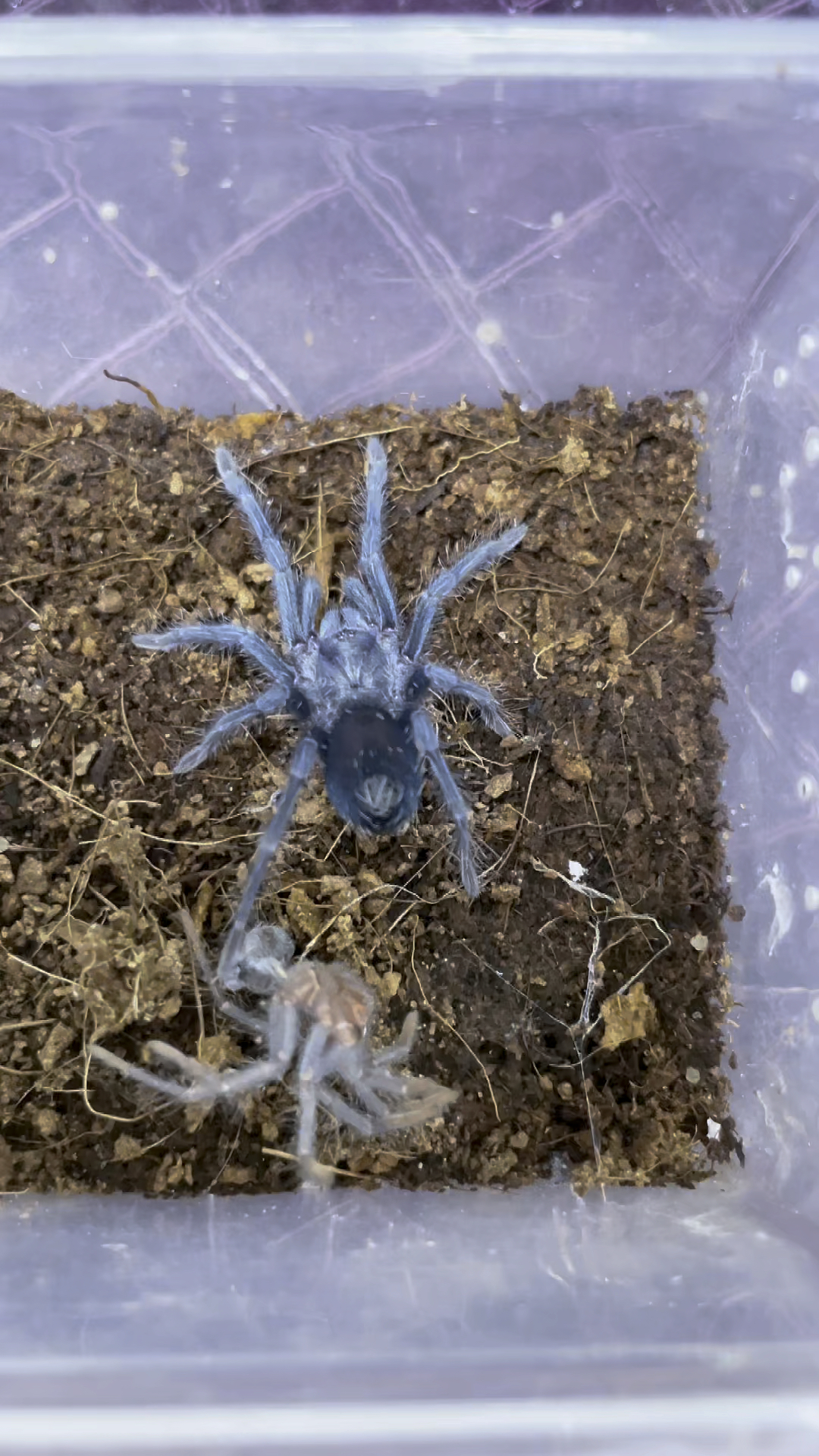 从小脾气就不好 蓝紫海地捕鸟蛛