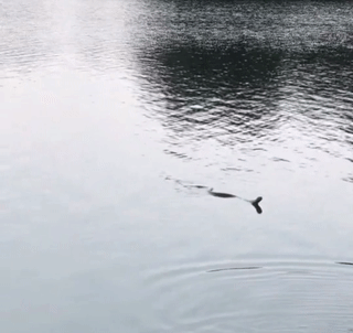 江西男子水库钓鱼,水面突然窜出一条"吃席蛇",被吓得一身冷汗