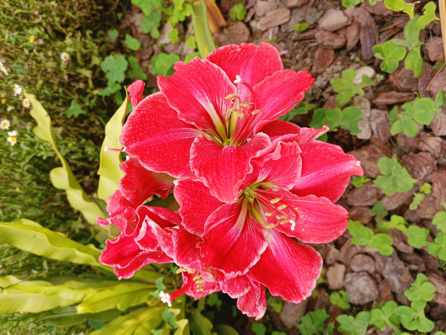 把鹤顶红花送开店做生意的的朋友特别适宜