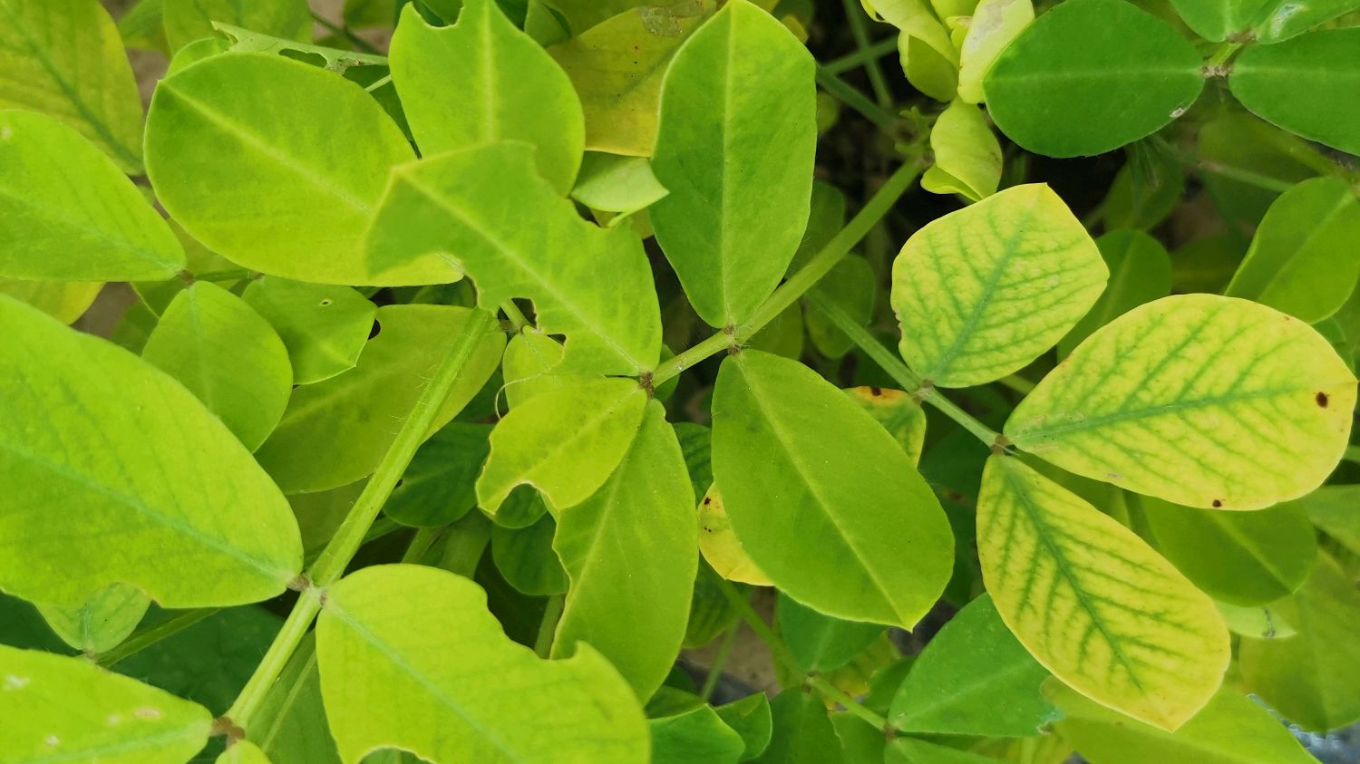 花生黄叶是咋回事?如何配药防治能够快速解决问题?