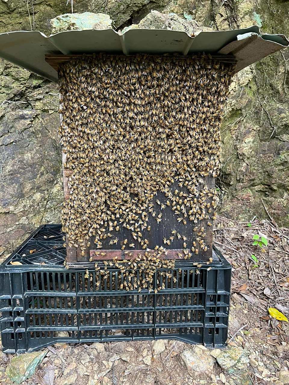 昨天发现的蜜蜂窝肯定是这养蜂人这跑出去的,搞不懂这些蜜蜂是不是来