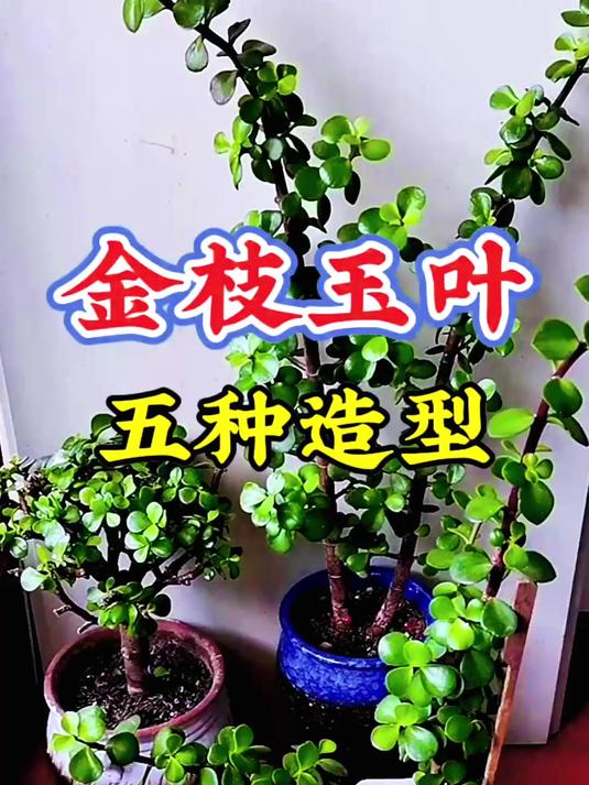金枝玉叶的五种造型