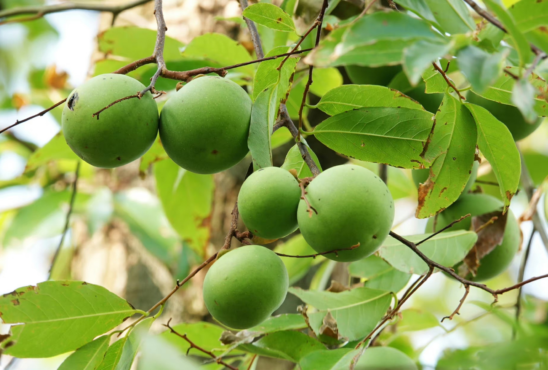 法国香杮,湛江的法国香杮是法国人从越南引种而来,故名法国香杮(原