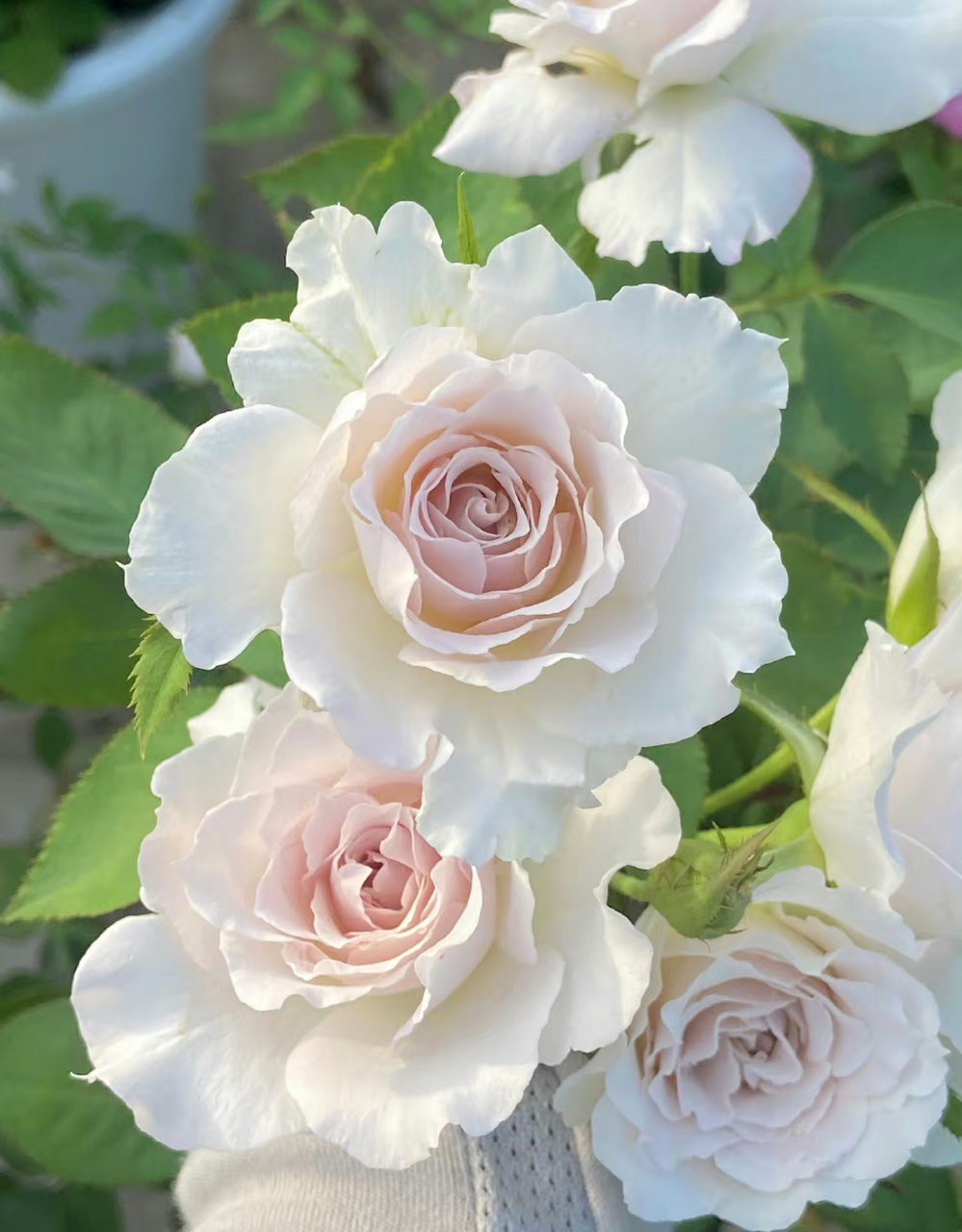 莎菲天使是日本河本纯子育种的一款月季,植株高度在120厘米左右,花朵