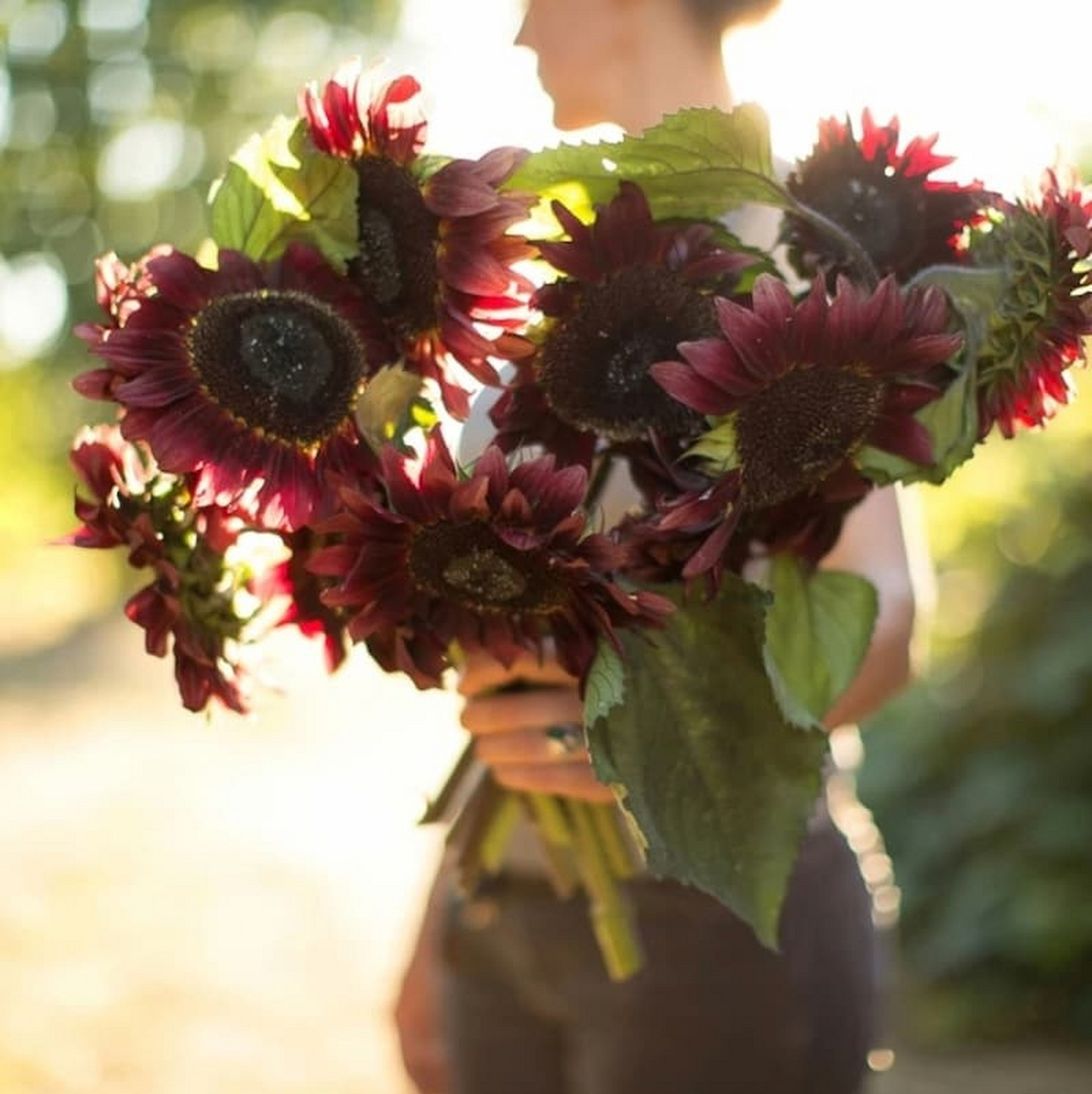 向日葵因为总是向着太阳生长,圆圆的脸庞和耀眼的金黄色,在艳阳下