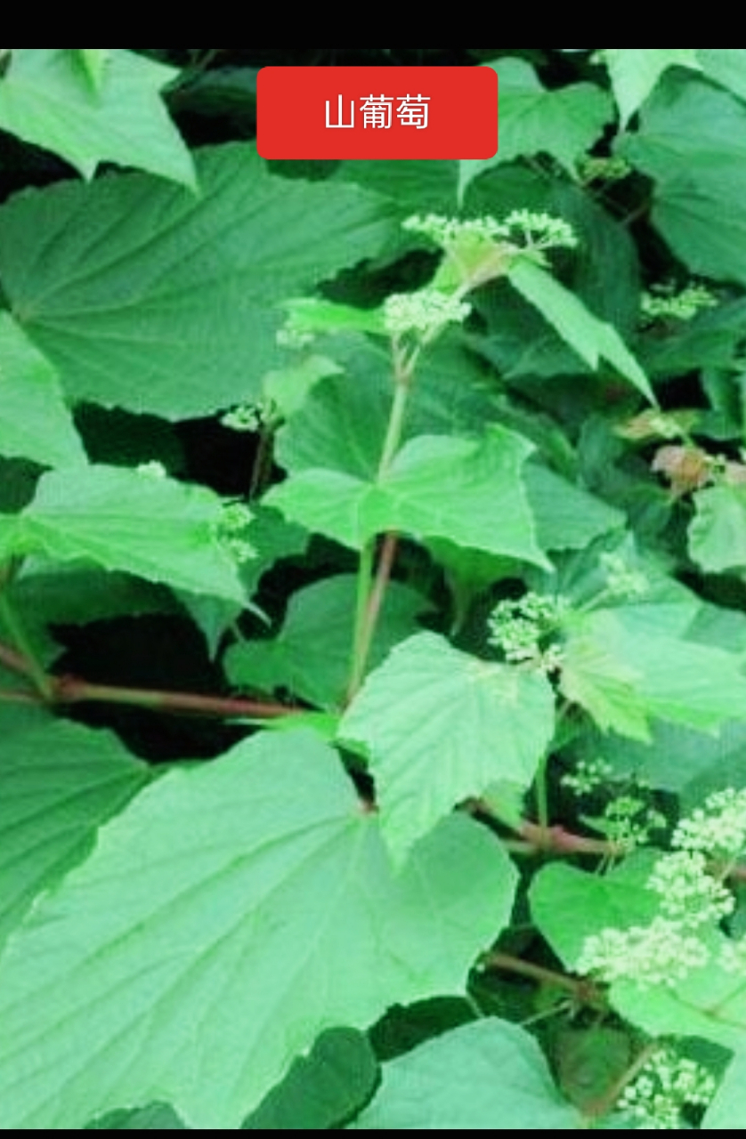 氽水后炒或凉拌.图2是山葡萄.全身都是宝,全株止血,祛风湿,解热.