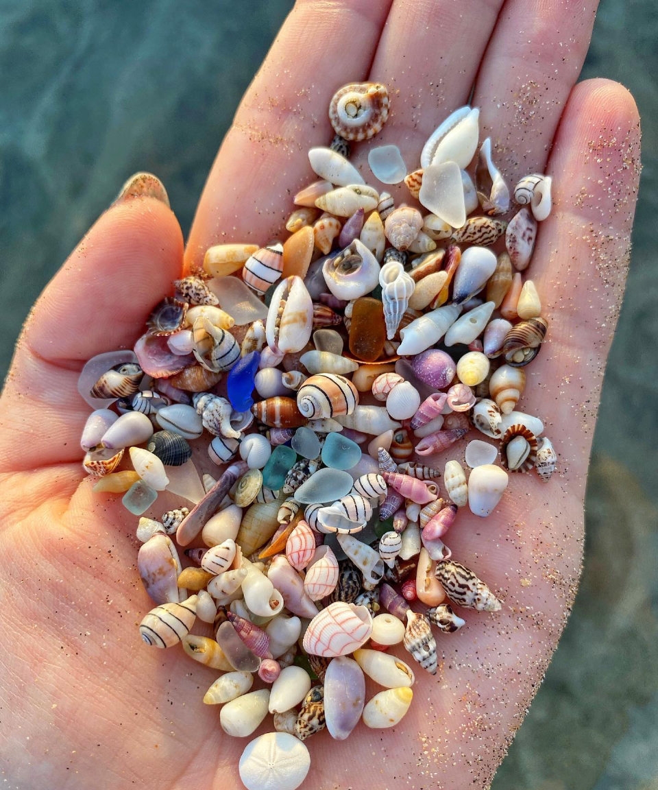 一起去赶海吧 赶海能捡到那么好看的贝壳吗.不值钱,但很可爱的小物件