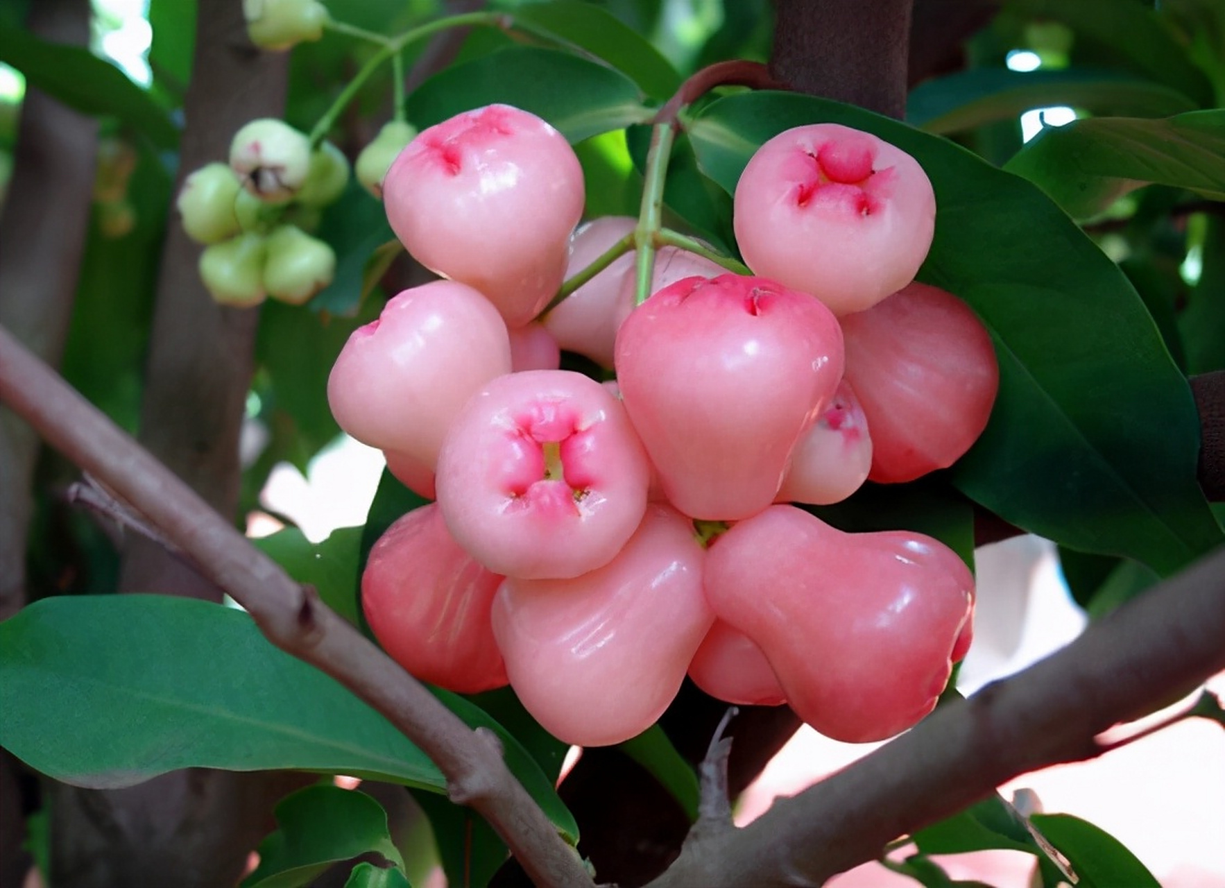 莲雾是一种美味且营养丰富的的水果,它的口感清脆,水分充足,是许多人