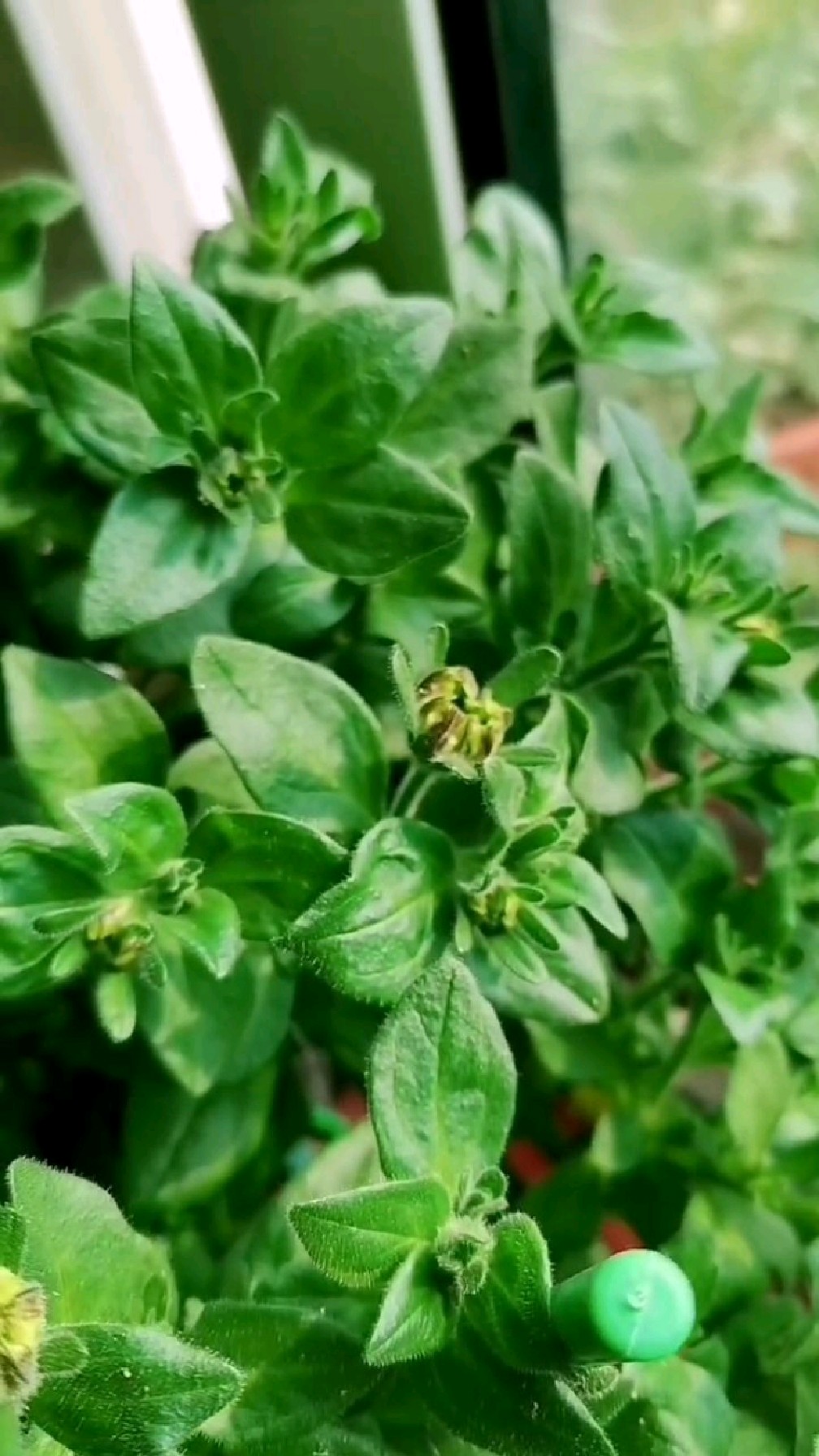 矮牵牛满满的大花苞