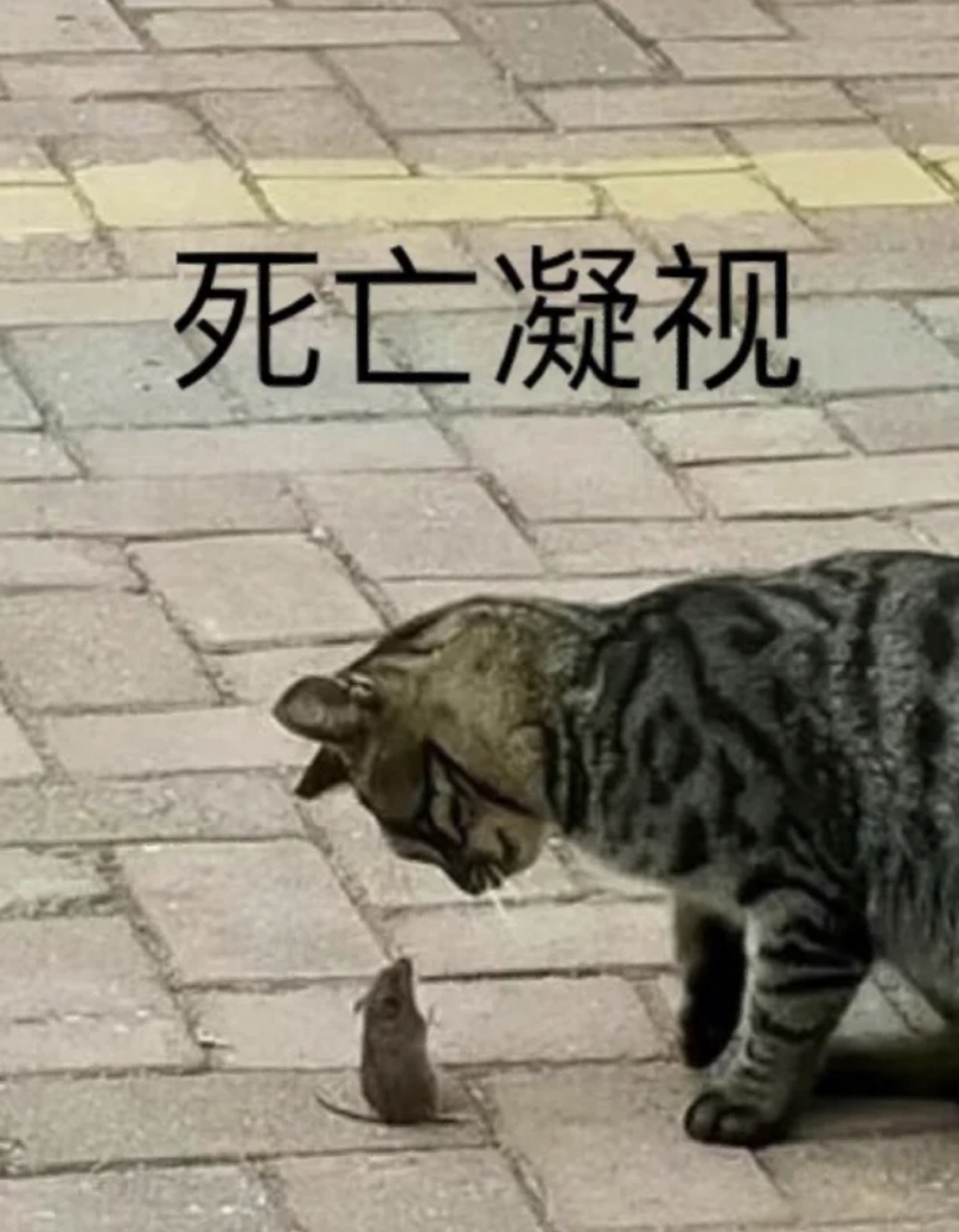 网友:来自狸花猫的死亡凝视,这只老鼠命不久矣