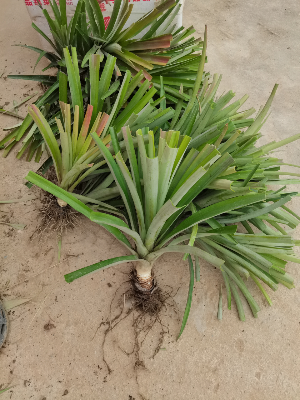 凤梨苗台湾金钻凤梨16号17号23号西瓜凤梨香水菠萝盆栽当年结果