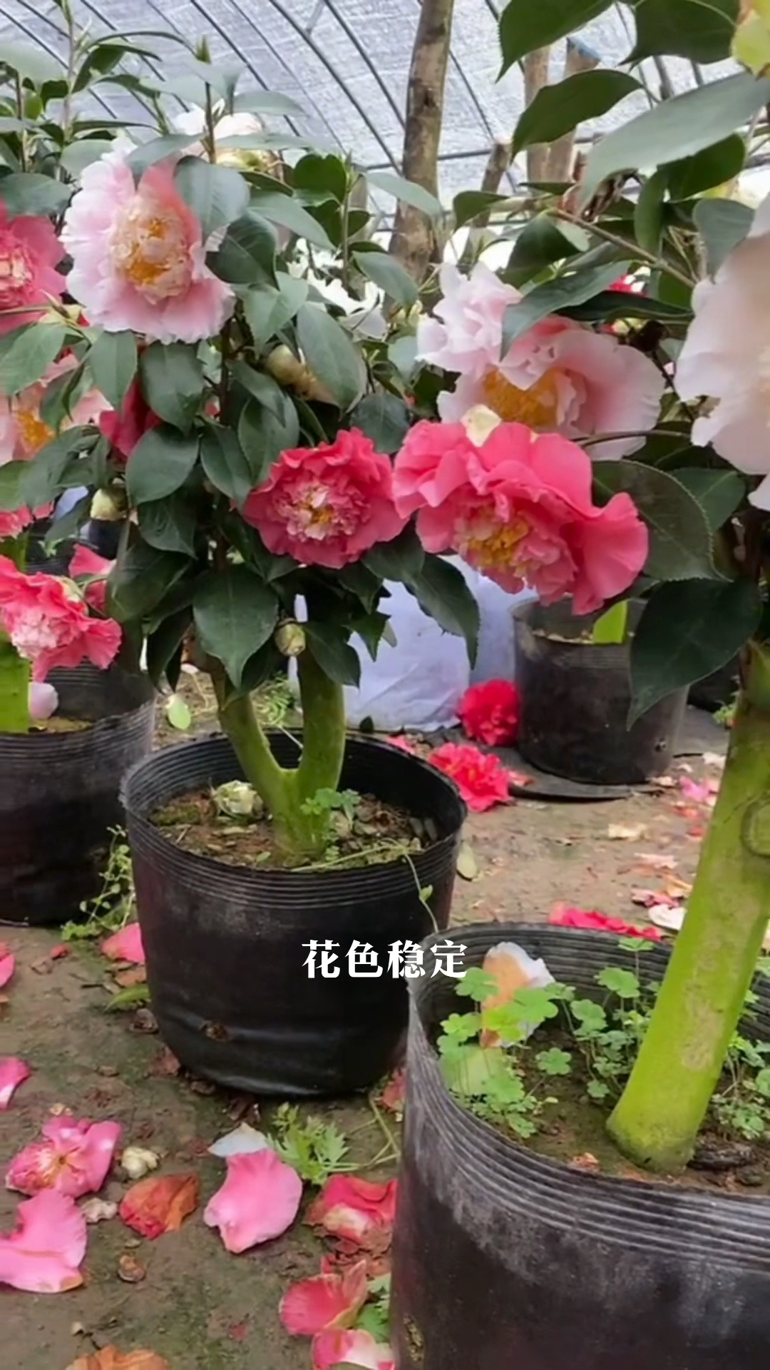 三赛茶花图片图片