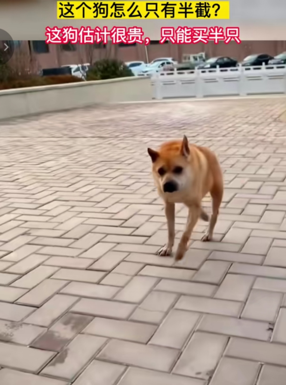 这个狗怎么只有半截?这狗估计很贵,只能买半只[捂脸]