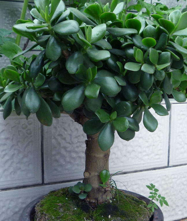 4种好养的多肉,不仅容易爆侧芽,还能把它养成"多肉树"