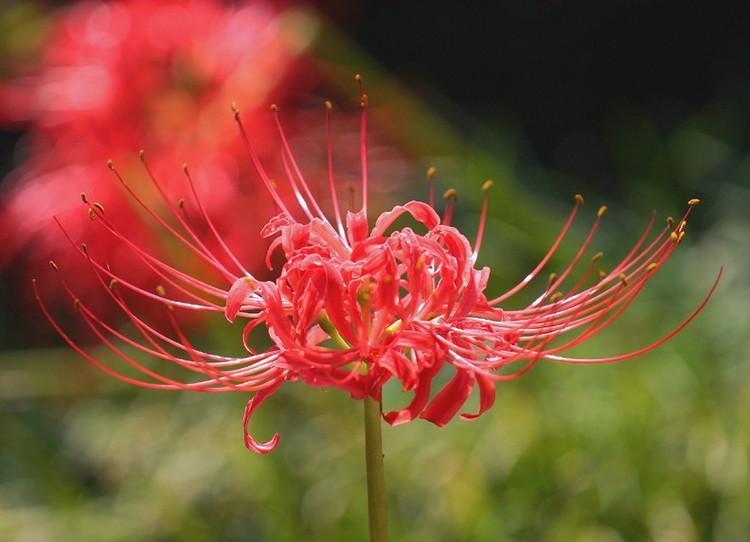 红色曼陀罗花语是什么