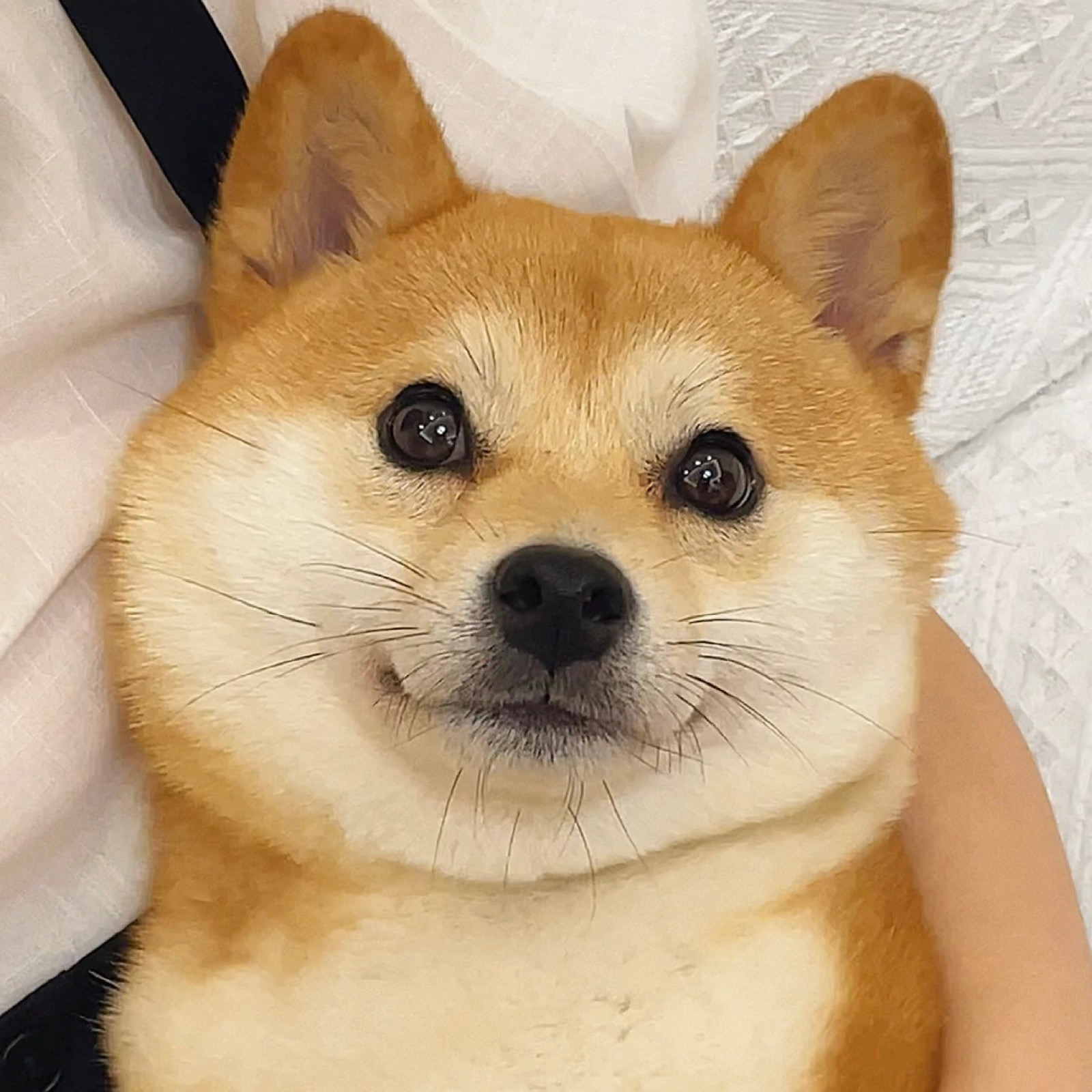 柴犬系列手工diy头像表情图