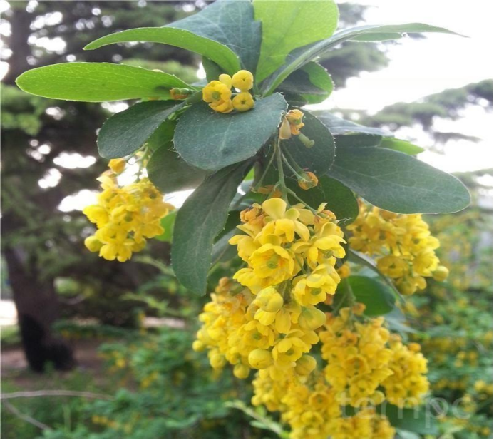 观赏药用两不误黄芦木