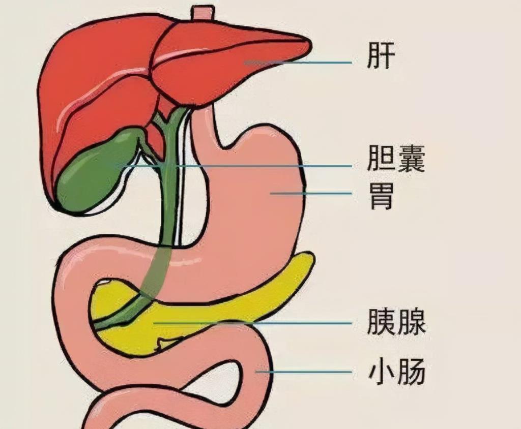 胆在什么位置图片图片