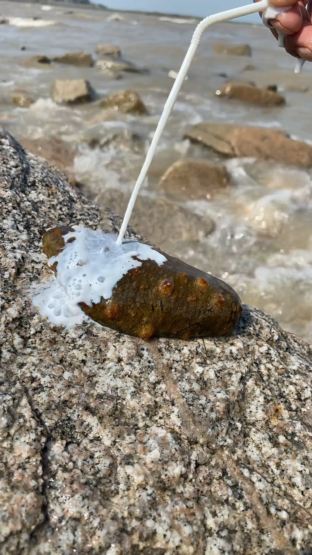 遇到牛奶的海参真的会融化,下期想看啥你跟我说