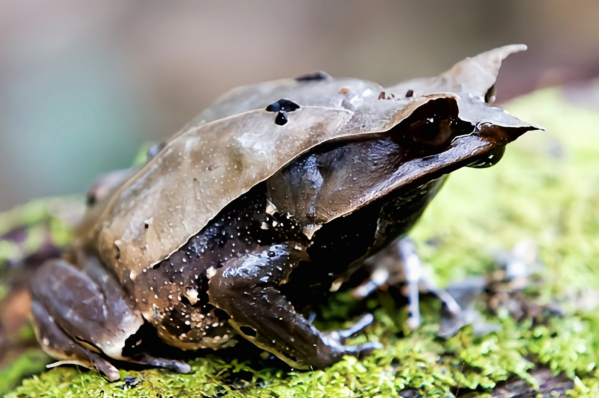 每天认识一种动物——三角枯叶蛙 三角枯叶蛙别名尖吻山角蟾,是角蟾科