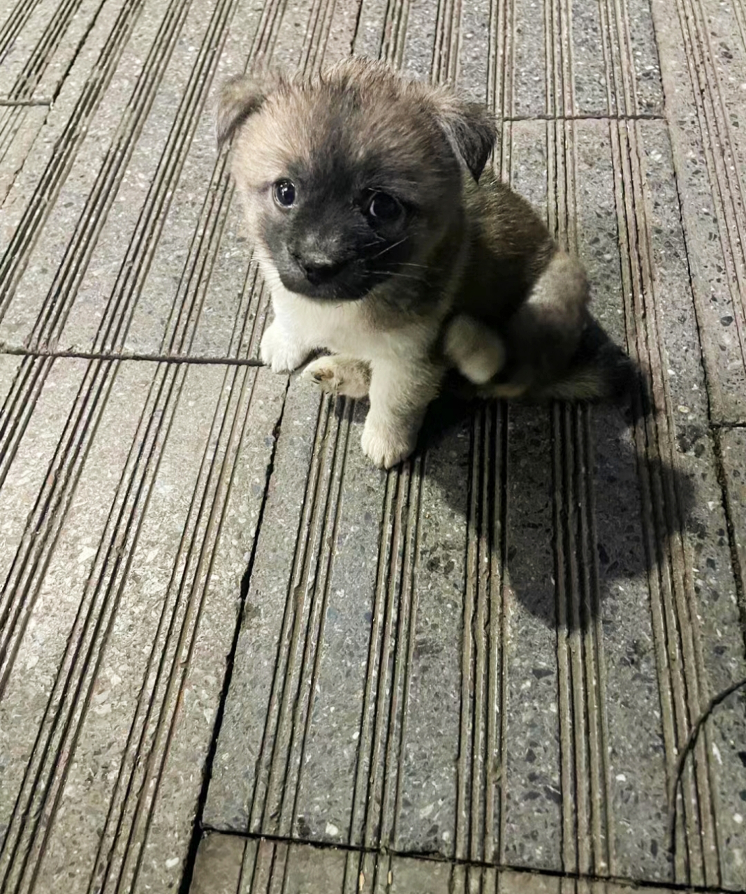 网友:今天捡到一只小土狗,好乖呀,我还以为它的尾巴就长这样,我妈说有