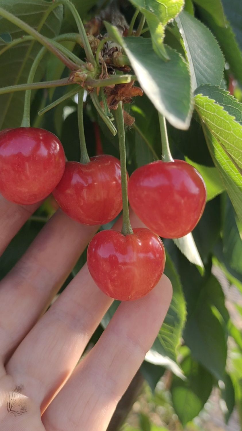 齐早大樱桃成熟啦!无畸形果,口感脆甜!