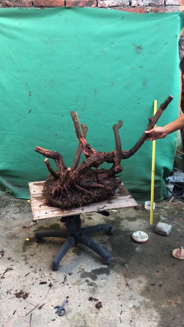 桃金娘盆栽,盆景素材