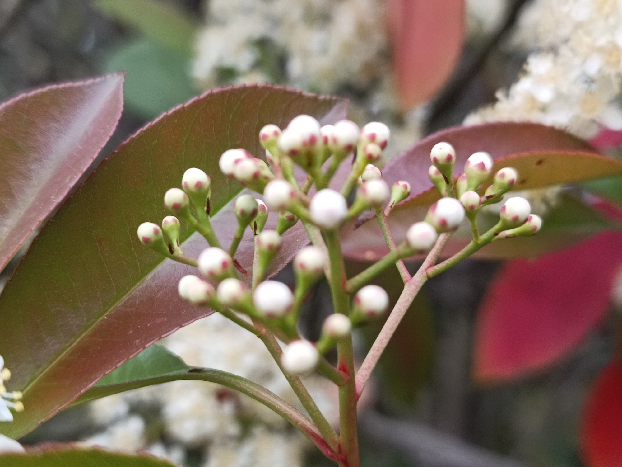 每日拾花～红叶石楠