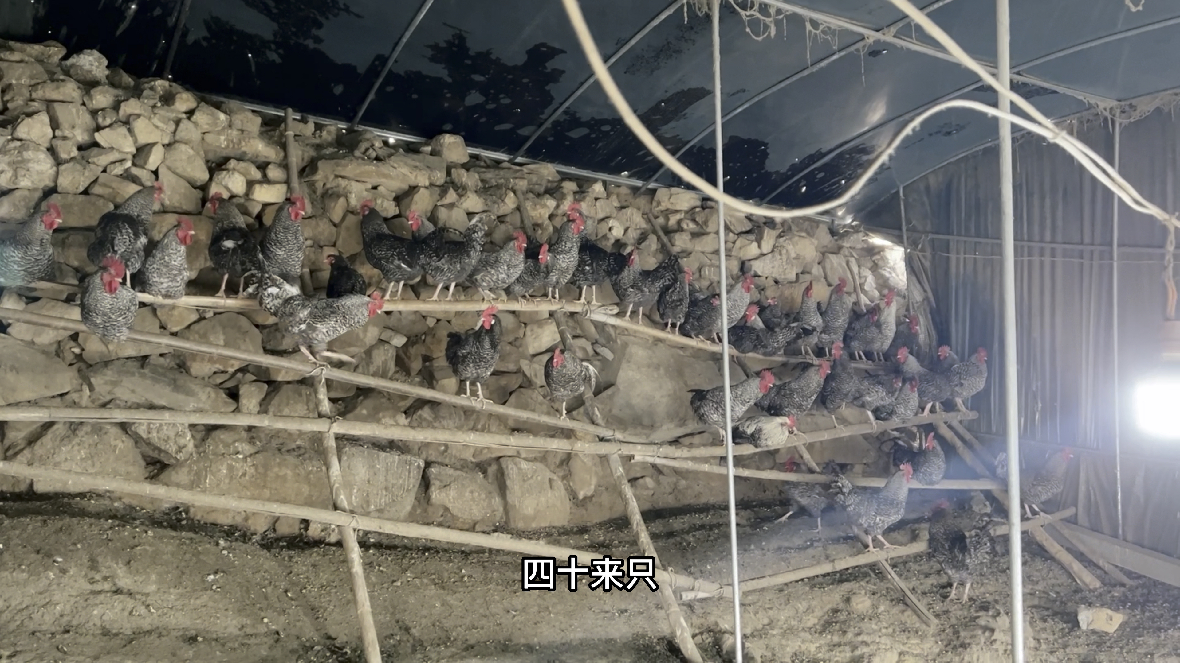 泰山上面散养的鸡 慈禧最爱吃