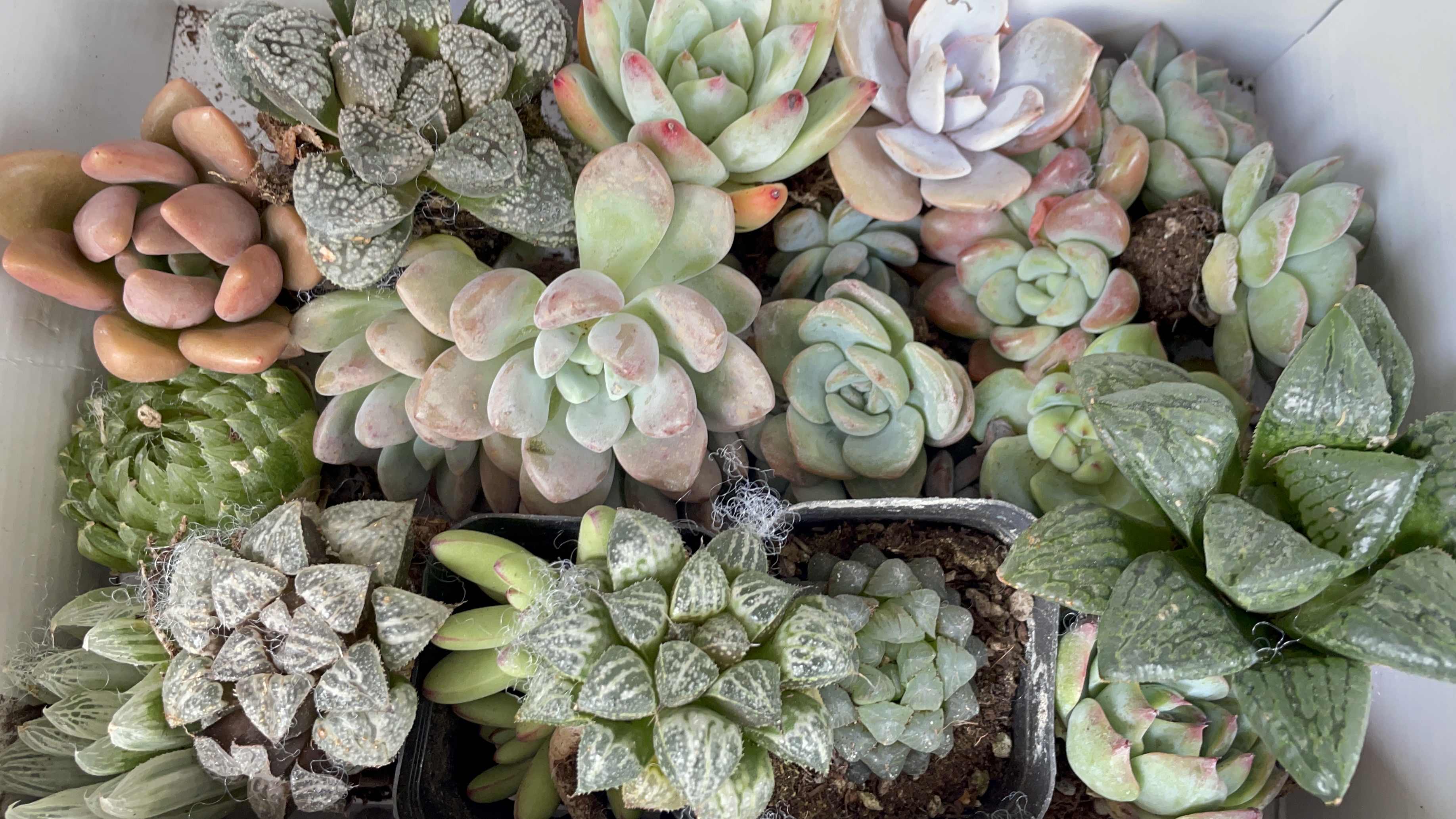 多肉开箱,同一家店买了上百棵,被价格诱惑了