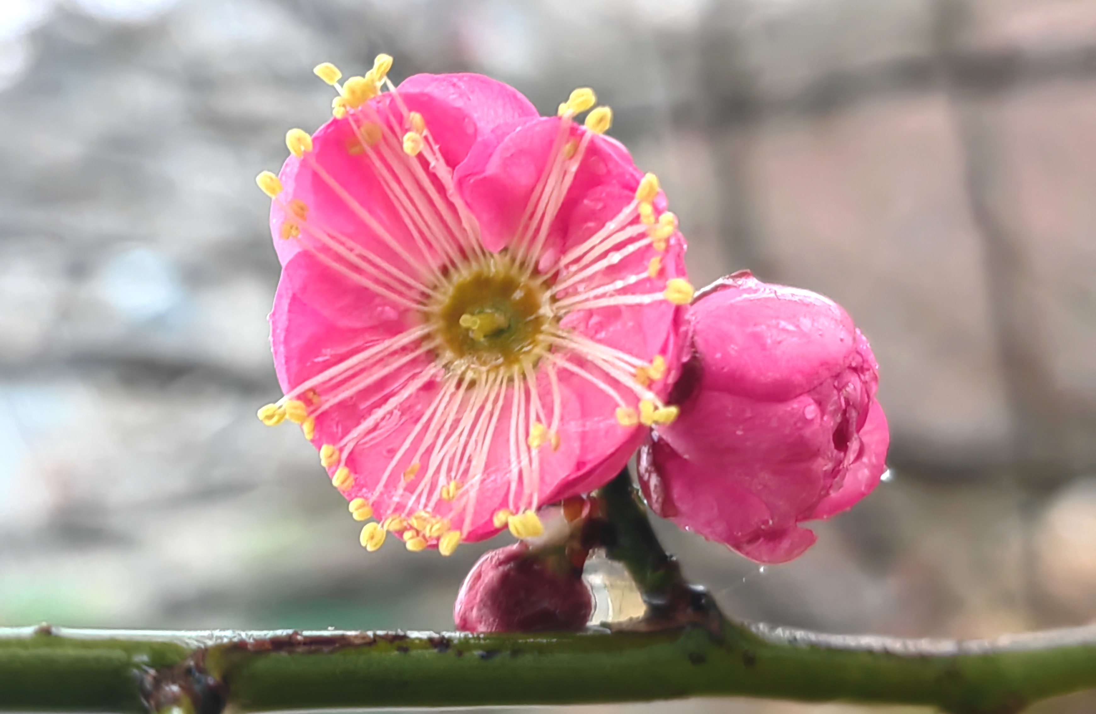 胡立强摄影 露水花