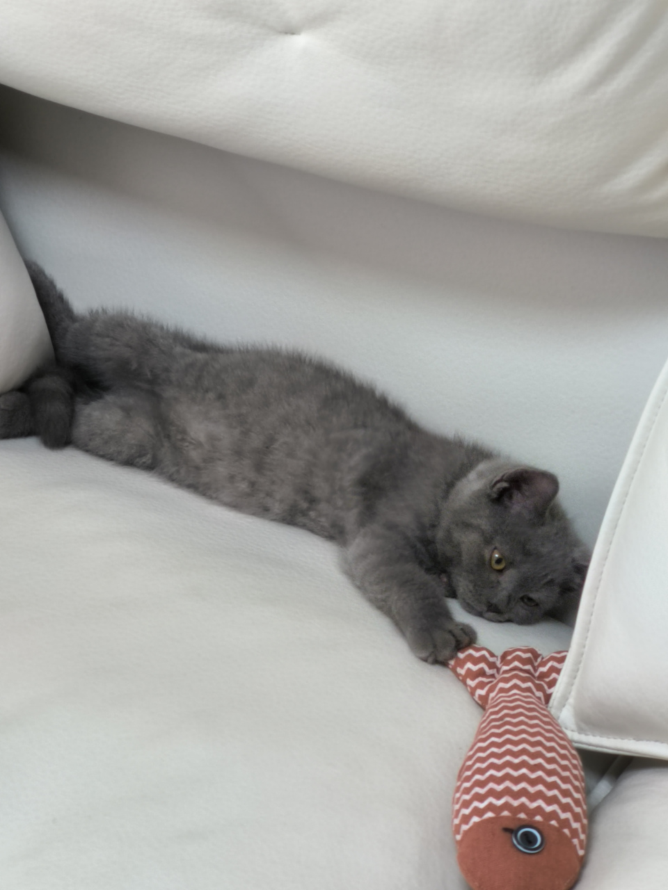 看这小姿势趴得～#蓝猫# #猫咪