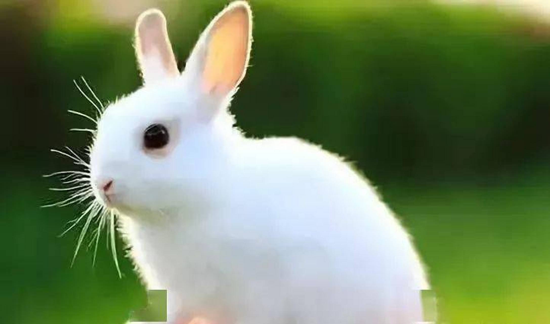 小白兔的照片白又白图片