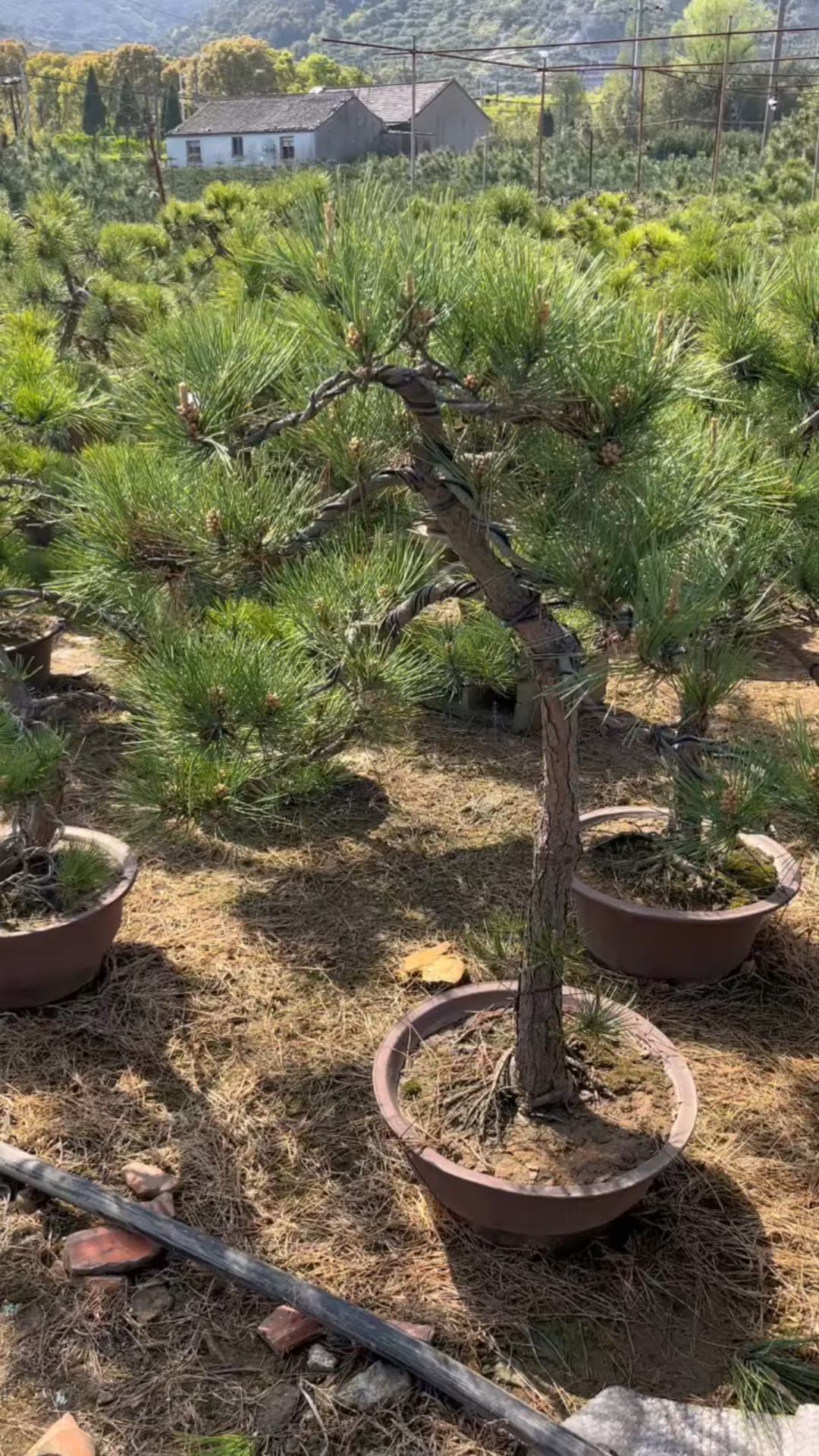 今天在基地看一些文人黑松盆景,高杆黑松,才800