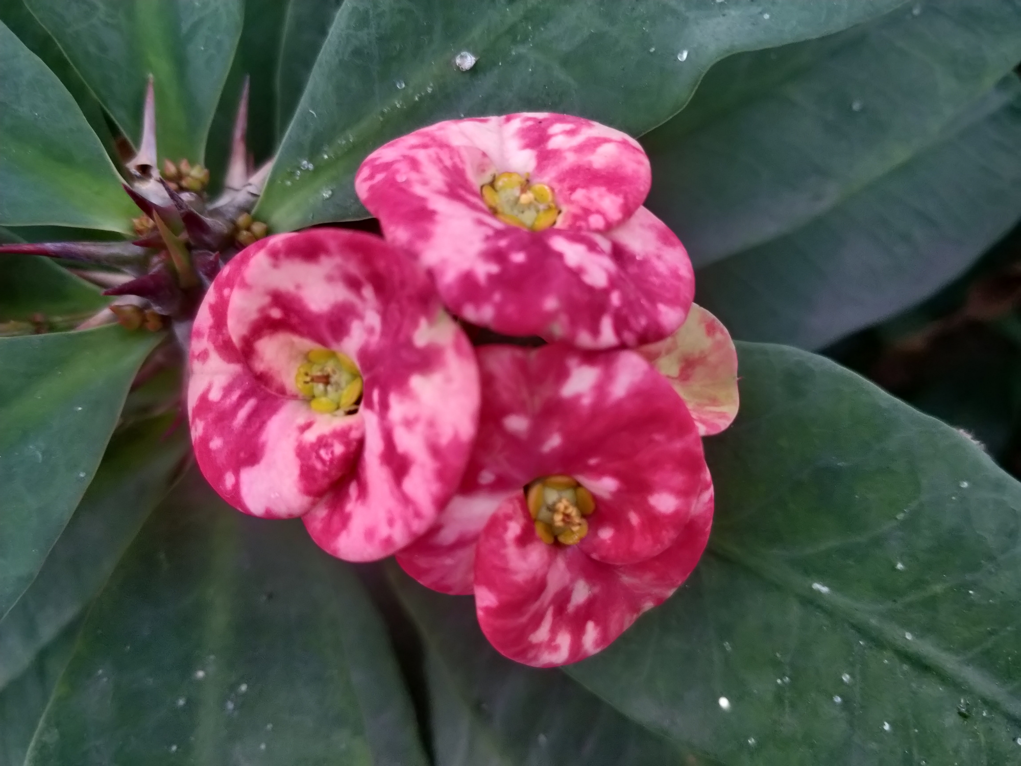 铁海棠又名虎刺梅,一种蔓生灌木植物,日常养护注意什么?