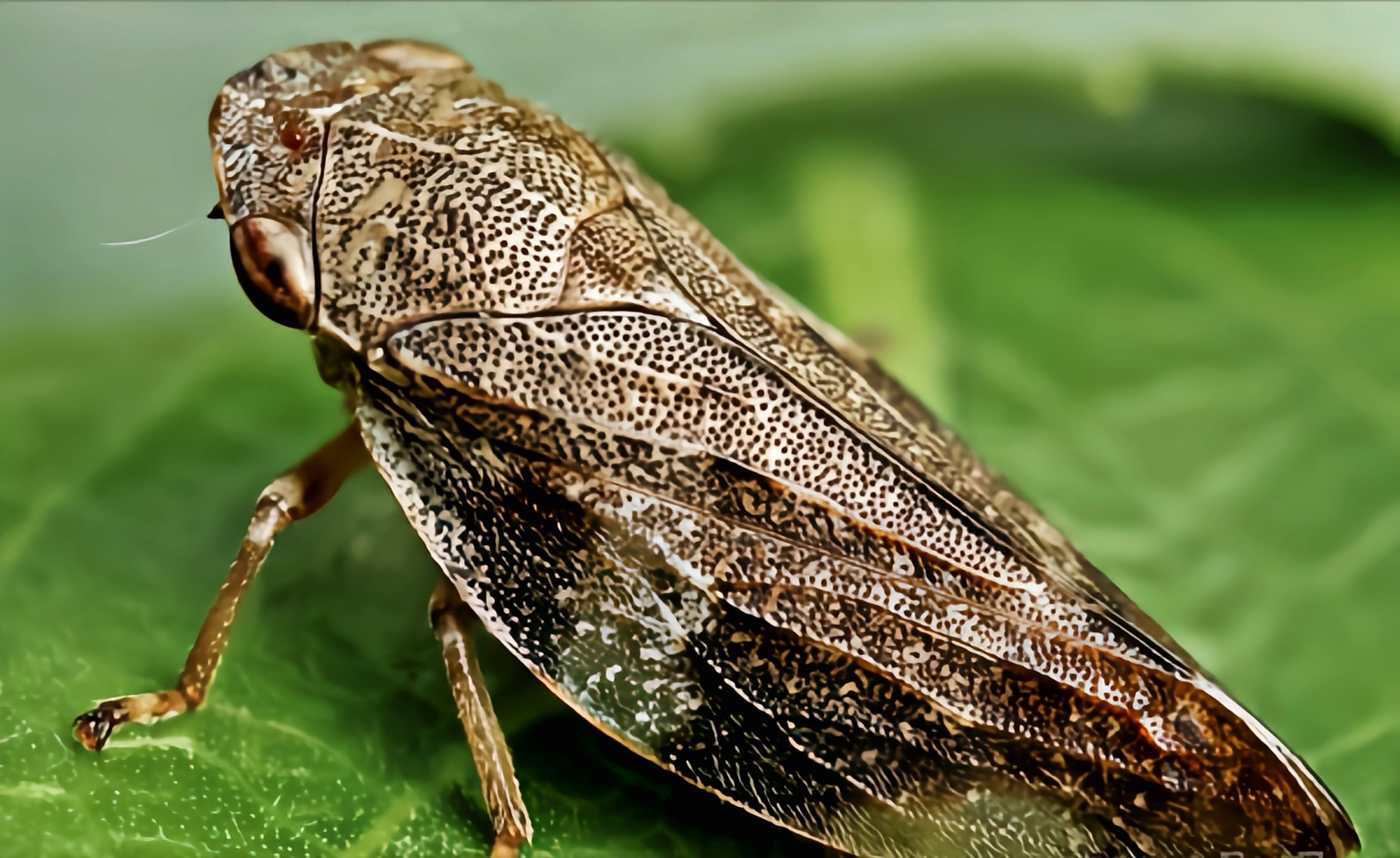 认识一种昆虫——柳沫蝉 柳沫蝉别名泡泡虫,唾沫虫,是半翅目,沫蝉科