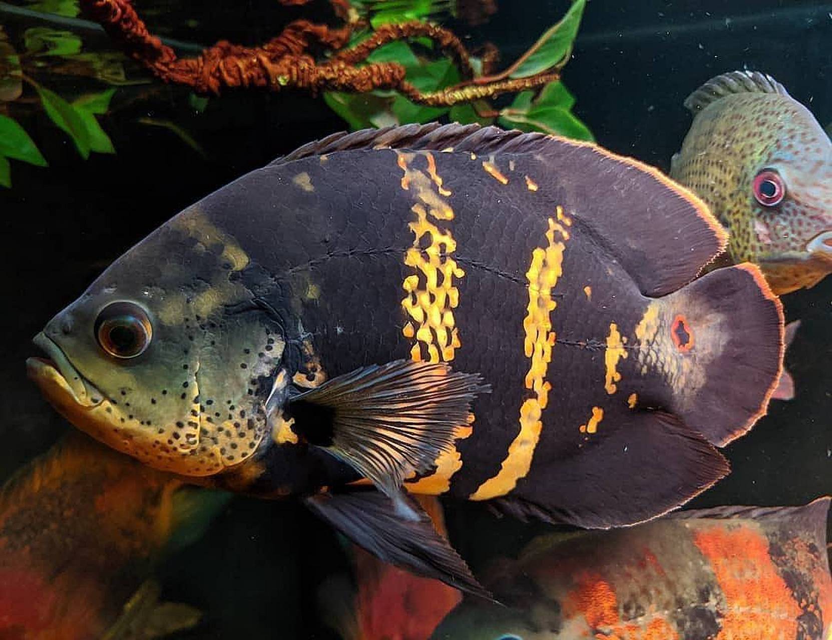 地图鱼#观赏鱼# , 图丽鱼(学名:astronotus ocellatus)是慈鲷科,图丽