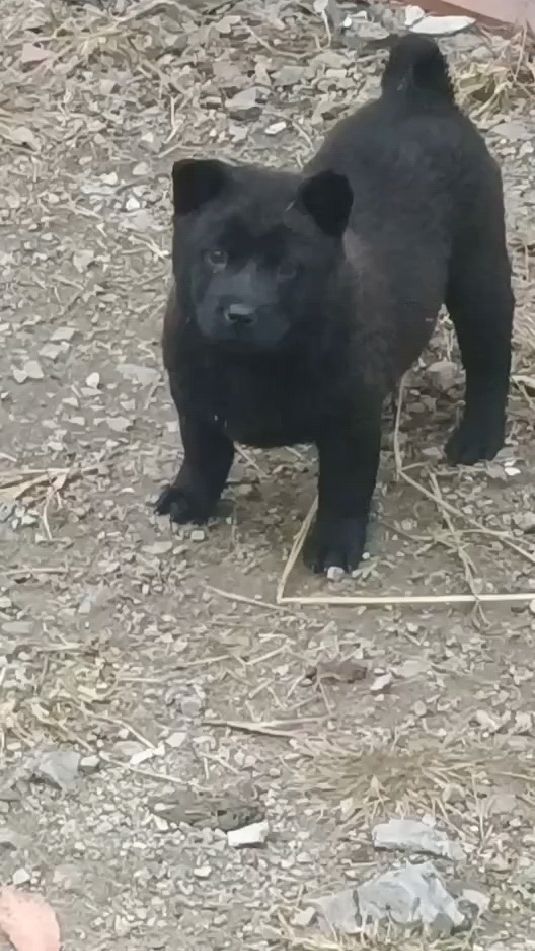 中華田園犬廣西土獵犬五黑狗