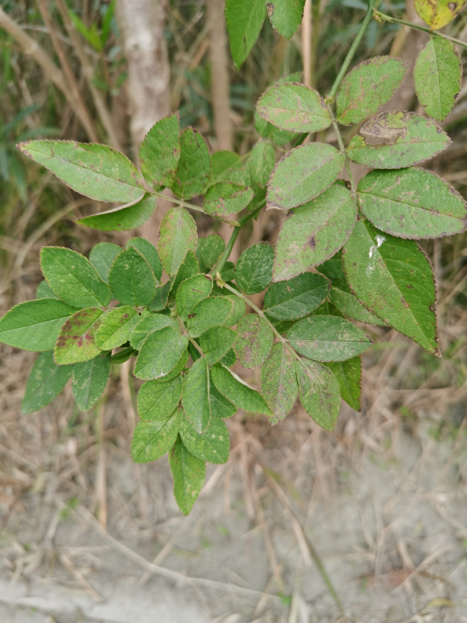 【野薔薇】 紅殘綠暗已多時,路上山花也則稀.