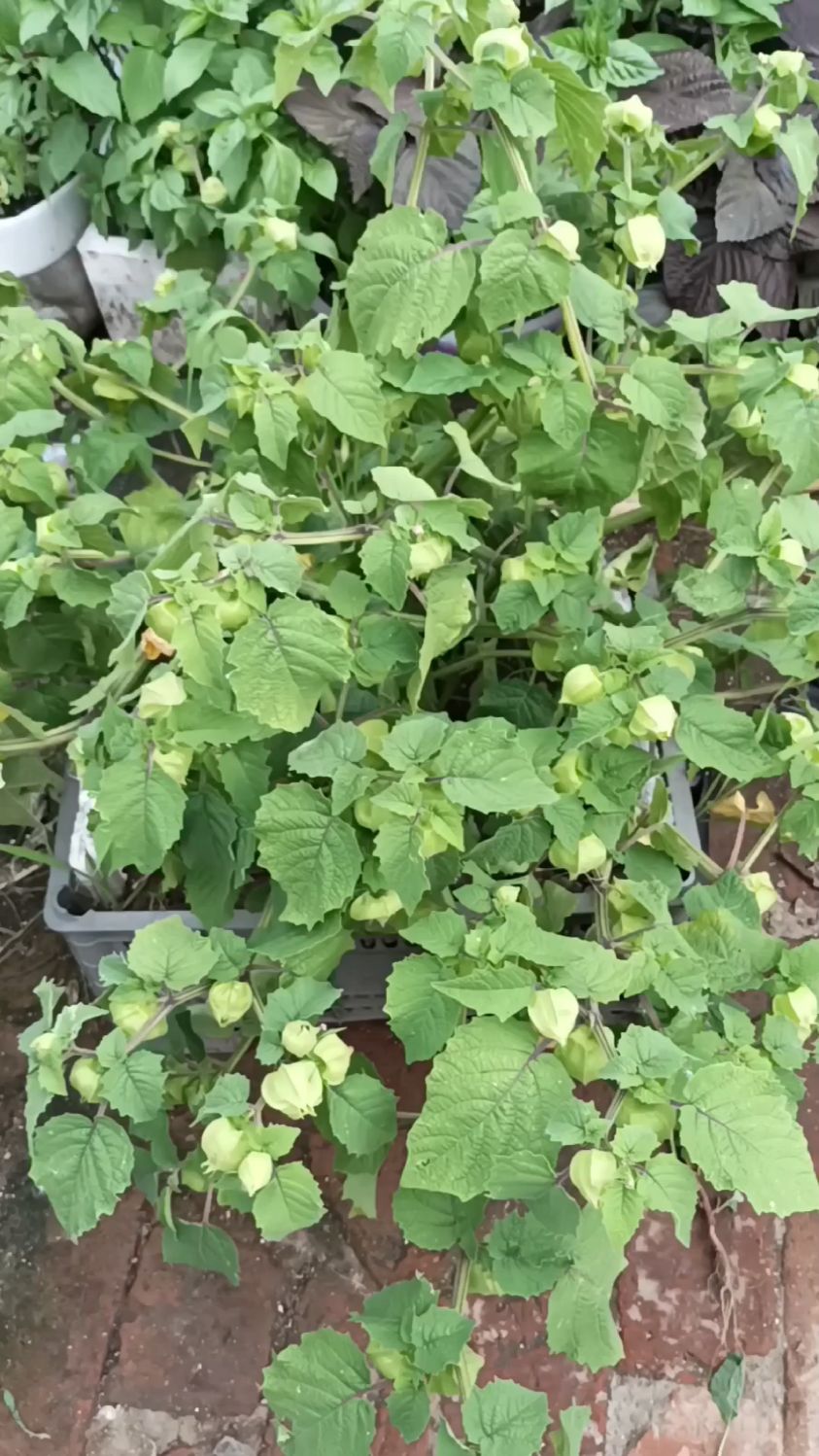 看见一棵大菇娘秧,找找有没有熟的,还真有啊,看起来真不错!