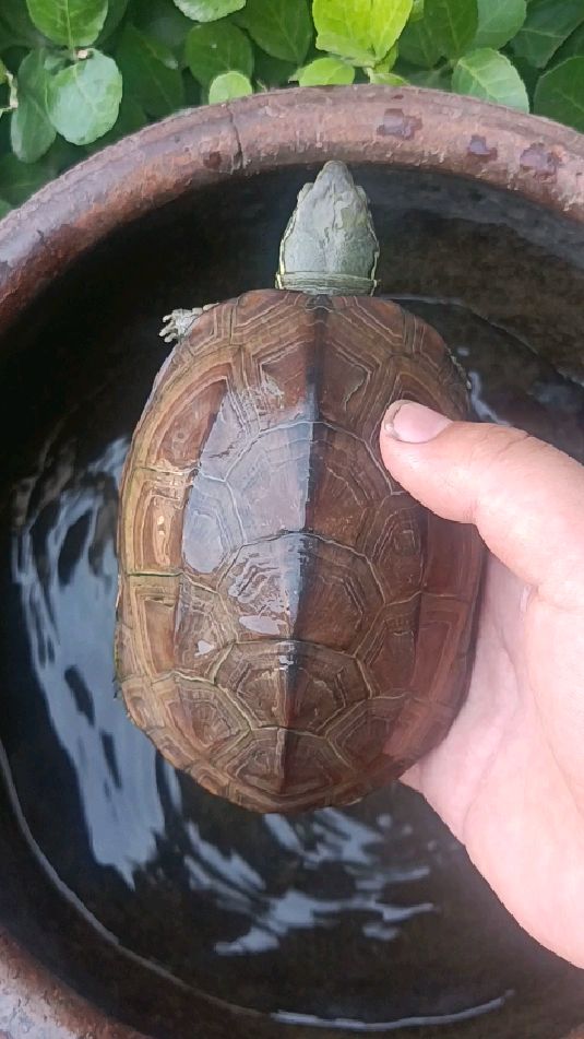 水晒过一天不容易腐皮!我的草龟腐皮基本好了!开始很严重-度小视