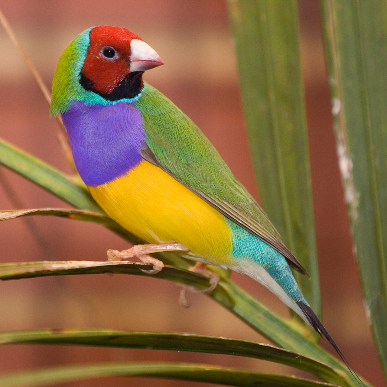 阅读自有力量#  胡锦鸟 gouldian finch  胡锦鸟,俗称七彩文鸟,由于