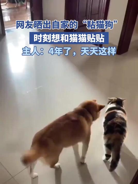 网友晒出自家的粘猫狗