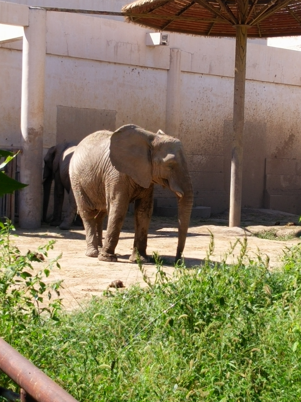 北京动物园的大象,正在悠闲地溜达[旅行]