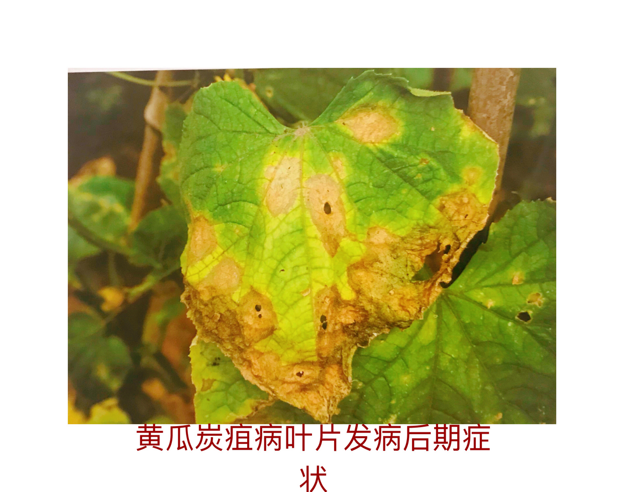 黄瓜常见病害图片图片