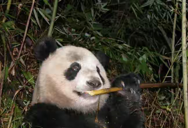 每天认识一只大熊猫—祥祥首只放归野外的圈养大熊猫