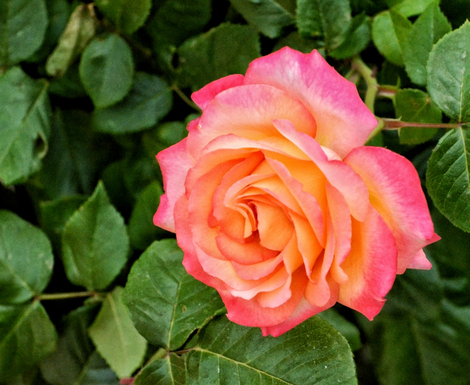 月季花—百老汇.