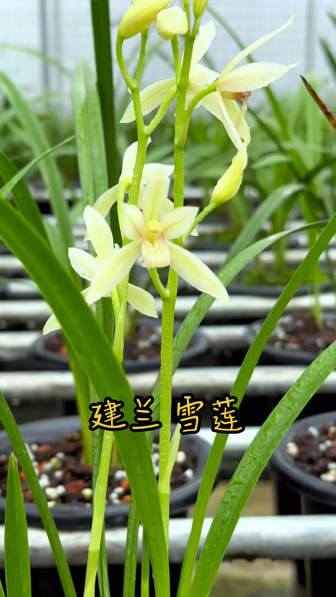 心有半亩花田,藏于世俗盆间