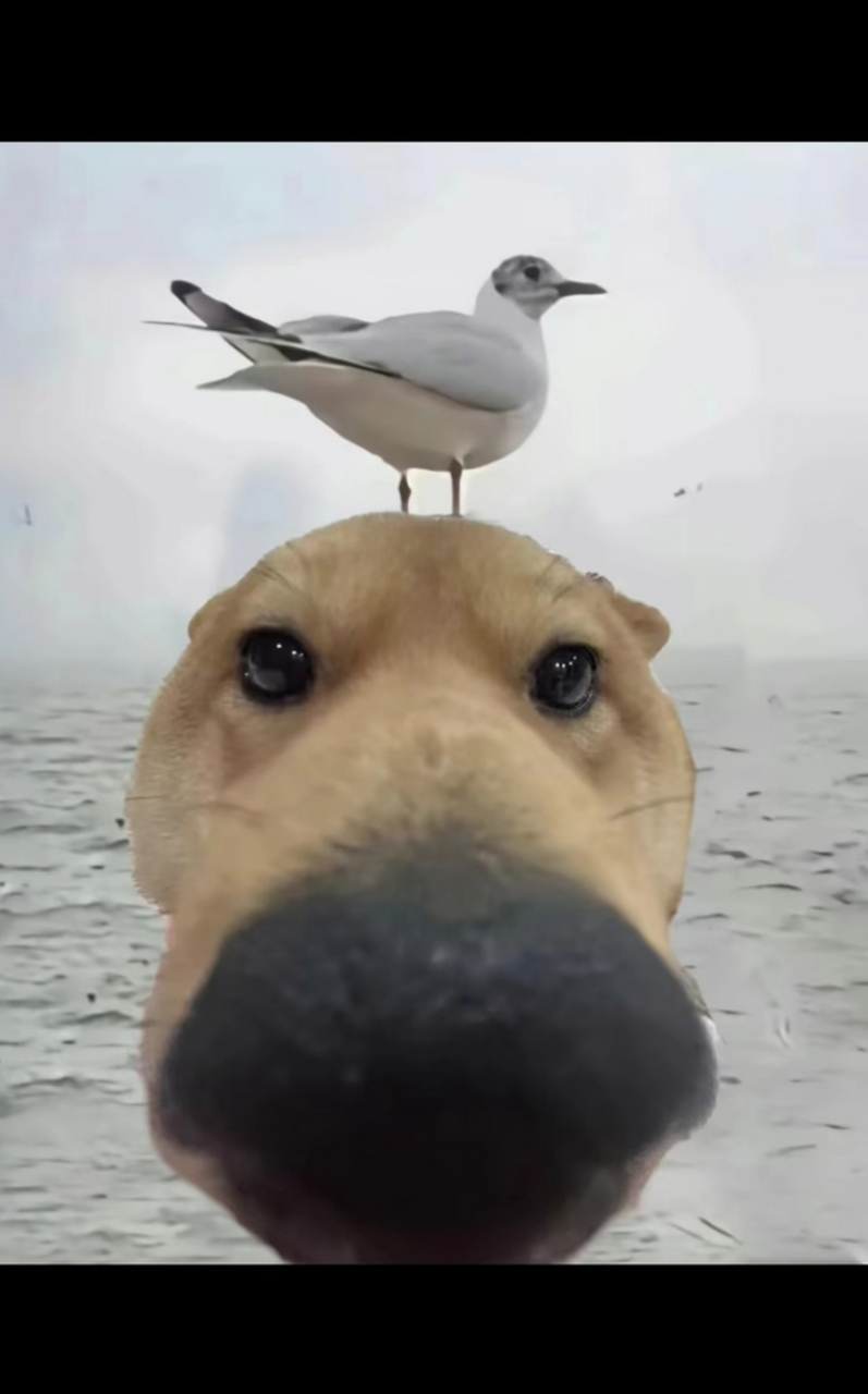 海鸥都会为我停留,那你呢