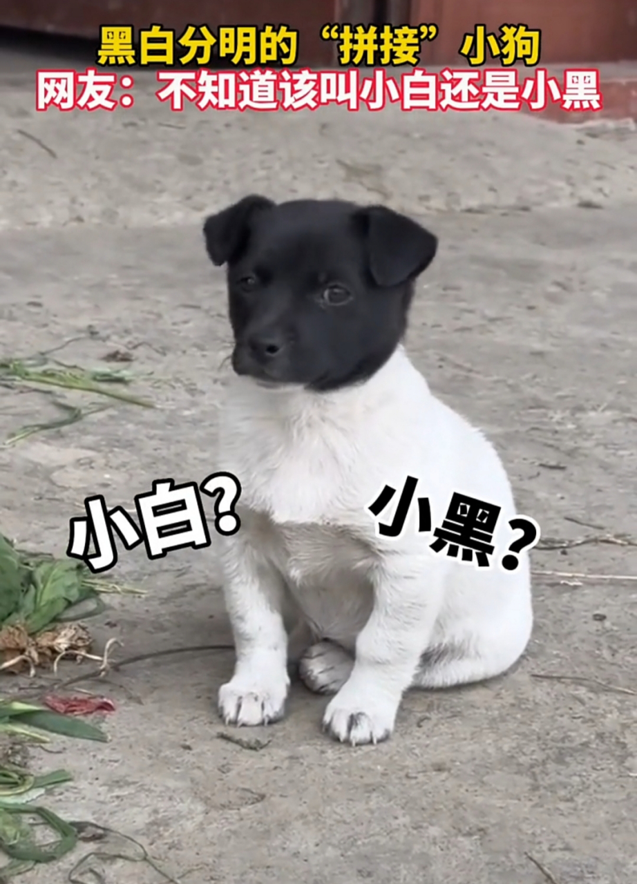 这黑头白身的拼接小狗, 我就好奇它爸妈是什么颜色的, 能生出这么黑白